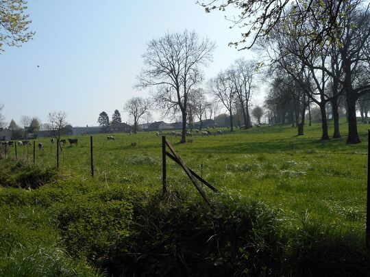 un champ à Morval quelques vaches